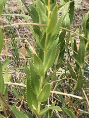 Penstemon venustus, photograph (c) Jared Shorma, some rights reserved (CC BY)