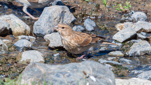 Eurasian Linnet