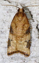 Platynota labiosana
