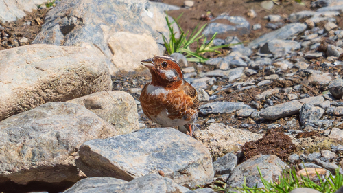 Pine Bunting