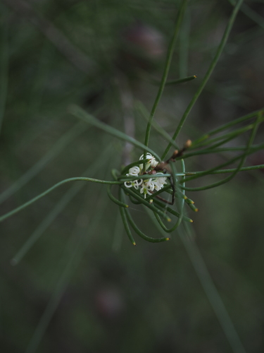 mulloway needle bush