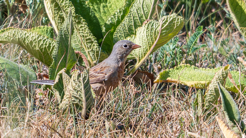 Grey-necked Bunting
