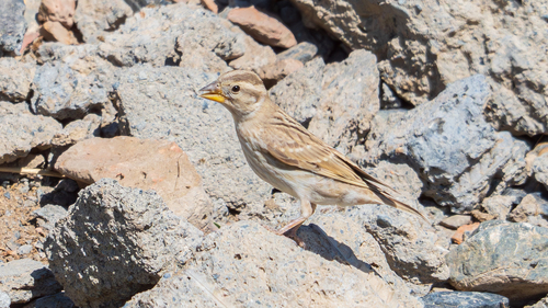 Rock Sparrow