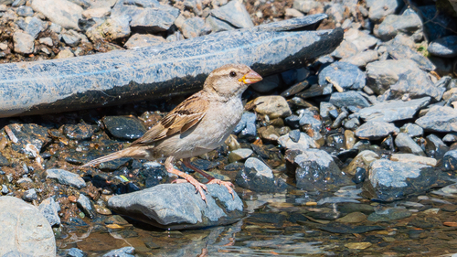 House Sparrow