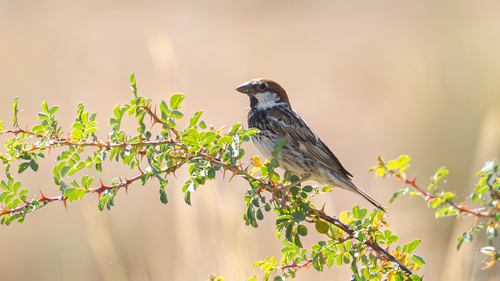 Spanish Sparrow