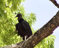 Coragyps atratus