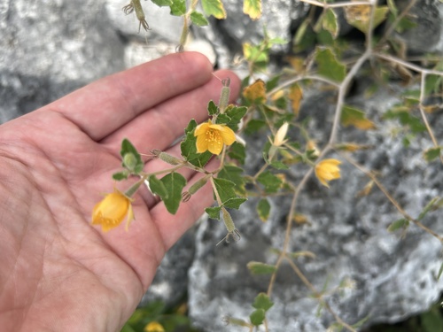 Mentzelia oligosperma, photograph 3