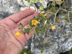 Mentzelia oligosperma, photograph author not stated, no rights reserved