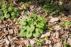 Alliaria petiolata