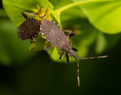 Dicranocephalus medius