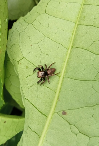 Evarcha arcuata