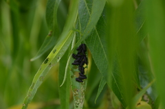 Chrysomela vigintipunctata