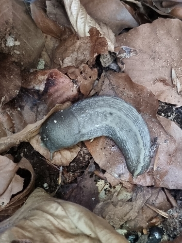 Ash-black Slug