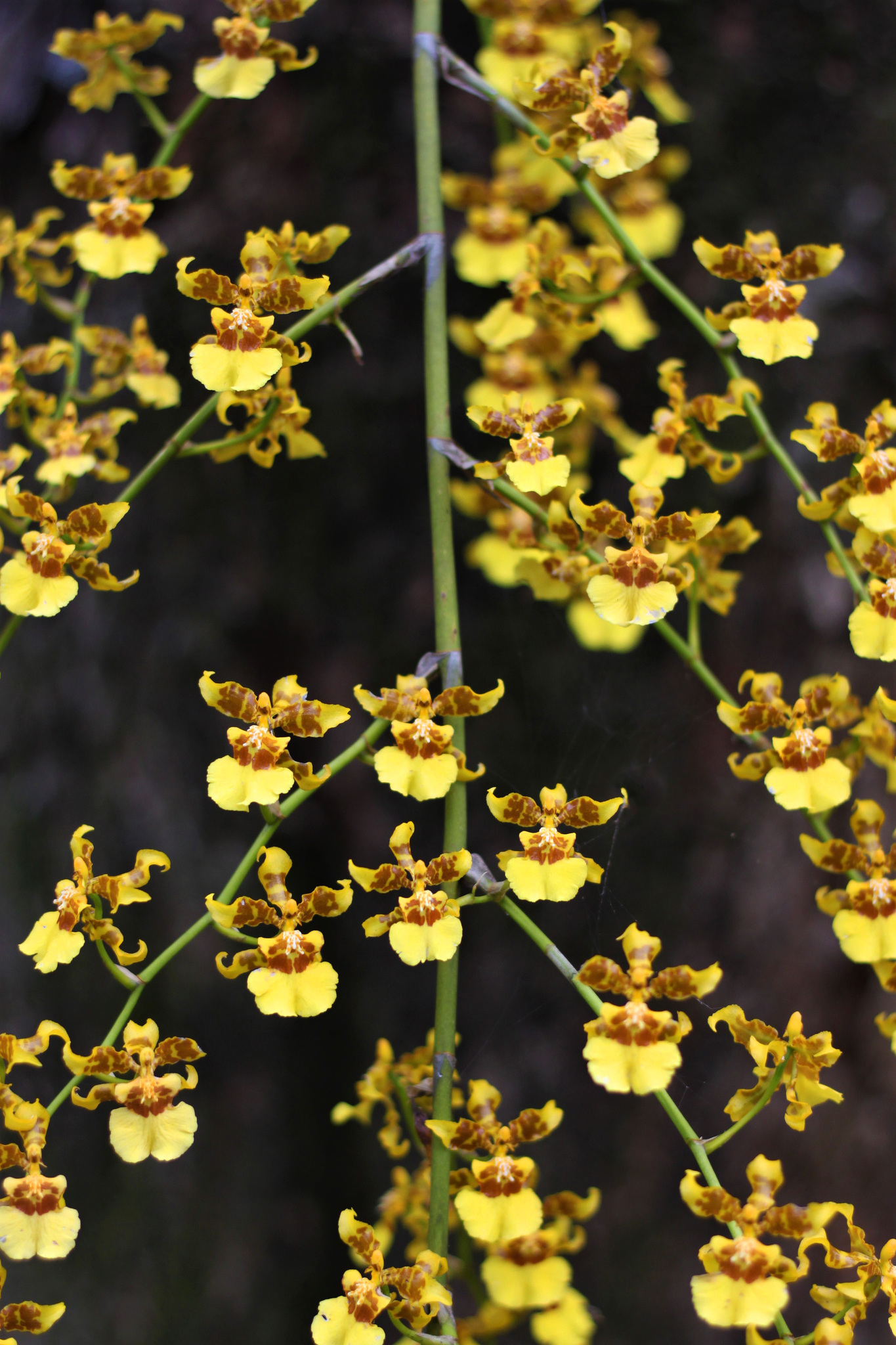 Orquídea Dama Amarilla (Oncidium sphacelatum) · iNaturalist Panamá