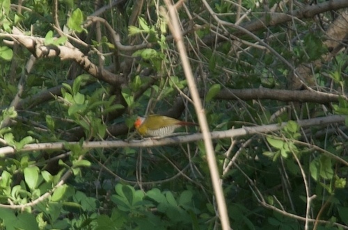 Green-winged Pytilia