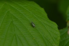 Phyllobius betulinus