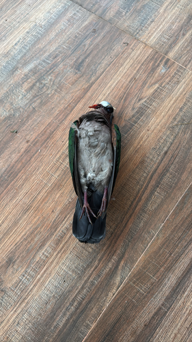 Asian Emerald Dove