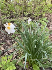 Narcissus poeticus