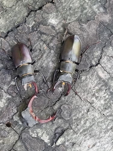 European Stag Beetle