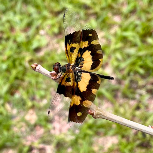 Common Picture Wing