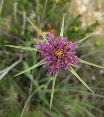 Tragopogon porrifolius porrifolius