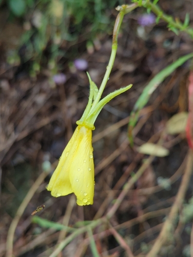 Oenothera argillicola