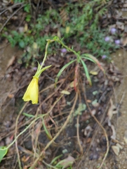 Oenothera argillicola, photograph (c) Tom Field, some rights reserved (CC BY)