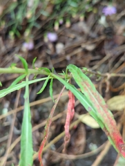Oenothera argillicola, photograph (c) Tom Field, some rights reserved (CC BY)