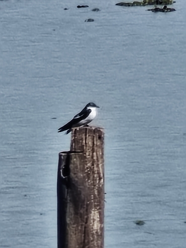 White-winged Swallow