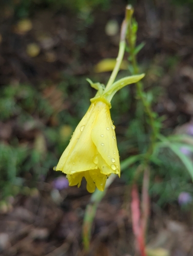 Oenothera argillicola, photograph 4