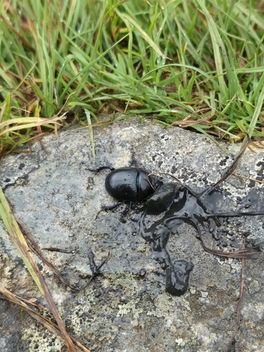 Woodland Dor Beetle