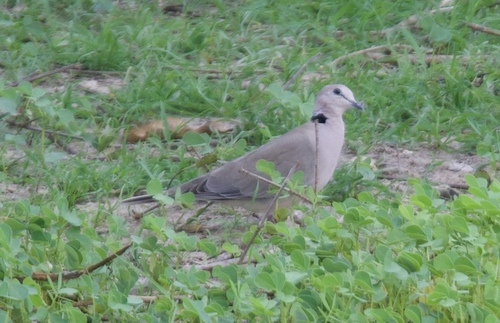 Vinaceous Dove