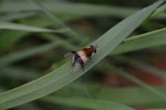 Leucozona lucorum
