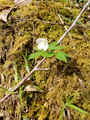 Anemonoides lancifolia