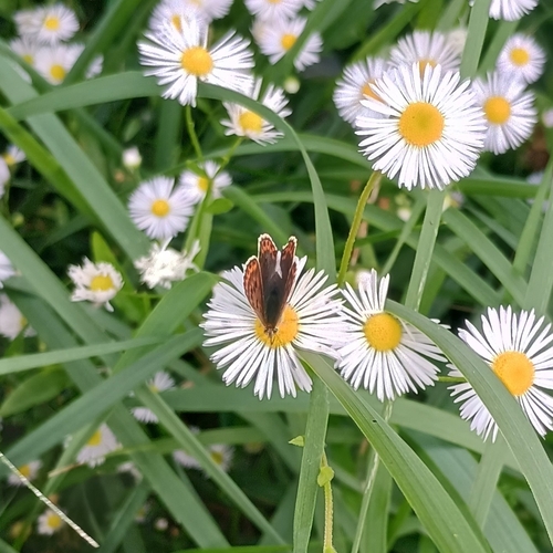 Small Copper
