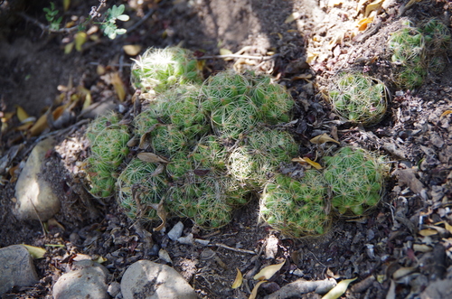 Mammillaria sphaerica