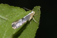 Argyresthia spinosella