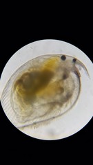 Chydoridae