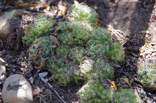 Mammillaria sphaerica