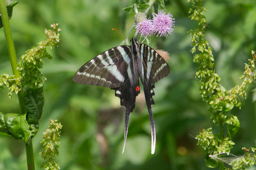 Zebra swallowtail