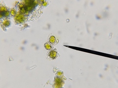 Psilolechia lucida