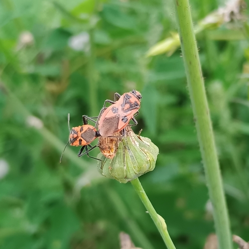 Spotted Firebug