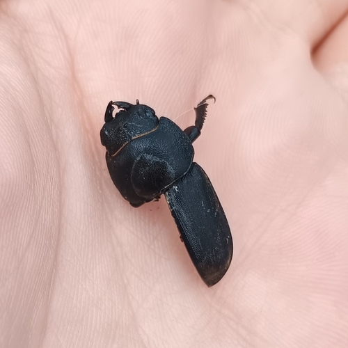 Lesser Stag Beetle