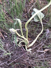 Proboscidea louisianica