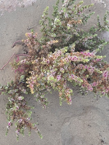 saltwort