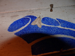 Mecyna asinalis
