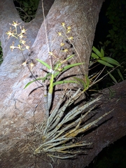 John's Dendrobium (Dendrobium johannis)
