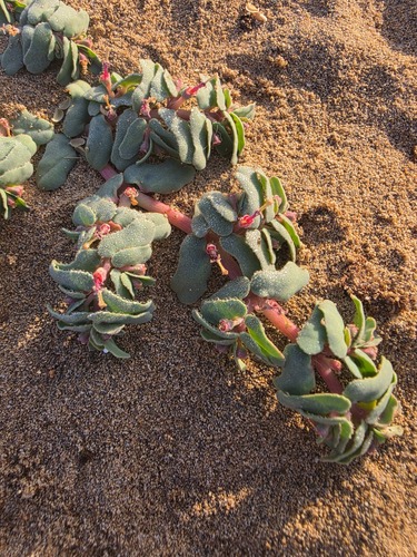 purple spurge