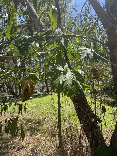 Papaya