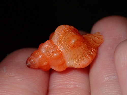 Chicoreus denudatus, 2026-07-29